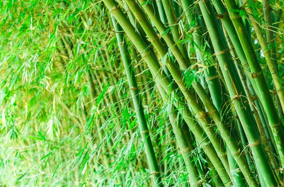 Mơ thấy cây tre: Dự báo và Ý nghĩa Ku11