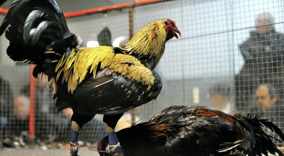 Đá Gà Cựa Sắt – Sảnh Chơi Thú Vị Với Các Chiến Kê kubet 🎖 ku casino đăng ký kubet đăng nhập ku 24/7