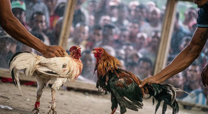 Sảnh Đá Gà Trường Thomo: Điểm Nóng Hấp Dẫn Tại Kubet88 Kubet Casino